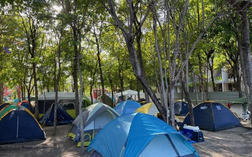 Carpas